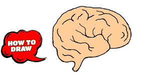 How To Draw Brain Diagram Easily Human Brain Easy Way To Draw The Di Brain Diagram Brain Drawing Human Brain Drawing