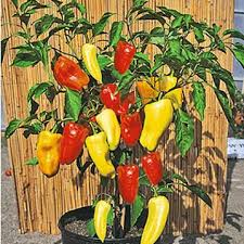 Gemuse Anbauen Tipps Fur Die Anbauplanung Paprika Pflanzen Garten Pflanzen