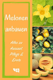 Melonen Selber Anbauen Melonen Anbauen Melonen Pflanzen Melonen