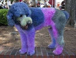 You can see reviews of companies by clicking on them. The Problem With Pet Hair Dye Onekind Planet Blog