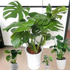 Delicious Monster Monstera Deliciosa Liebm Ornamentais Plants Planting Flowers Potted Plant Landscaping