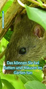 Ansteckungs Gefahr Was Tun Bei Mausen Und Ratten Ratten Vertreiben Ameisen Bekampfen Maus Haus