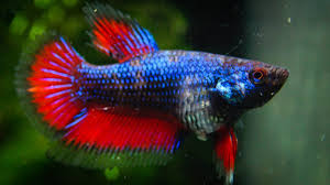 1000 x 750 jpeg 484 кб. Marble Betta Extreme ð‚ðŽð‹ðŽð' ð‚ð‡ð€ðð†ð„ In A Week á´´á´° Youtube