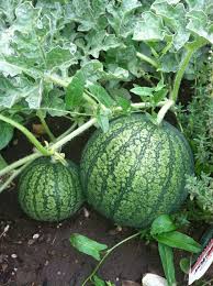 Melonen Im Garten Anbauen Pflegen Und Ernten Beetfreunde De Wassermelone Anbauen Wassermelone Pflanzen Melonen Anbauen