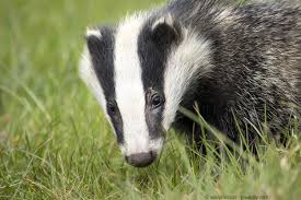 Heute Ist National Badger Day In Grossbritannien Also Der Tag Des Dachses Worum Es An Diesem Tag Geht Lesen Sie I Badger Australian Wildlife Animal Species