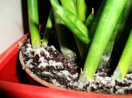 Common Plant Diseases Treatments Plant Diseases Plant Pests House Plants