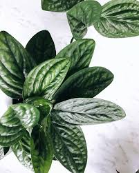 This Gorgeously Textured Babe Just Keeps Growing Monstera Sp Peru Monsteramonday Monstera Monsteraspp Plant Care Houseplant Pretty Plants Plants