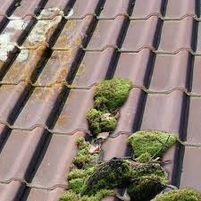 Dachreinigung Dachflechten Dach Reinigen Reinigen Dach