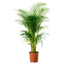 Chrysalidocarpus Lutescens Potted Plant Ikea Fleurs Ikea Pot De Fleurs Plante Ikea