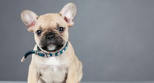 French bulldogs are one of the most expensive breeds, costing between $1,400 and an astonishing $8,500. Mini French Bulldog A Guide To The Teacup Sized Miniature Frenchie