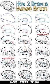 How To Draw A Human Brain Easy Steps Drawing Lesson For Beginners How To Draw Step By Step Drawing Tutorials Drawing Lessons Drawing Tutorial Brain Drawing