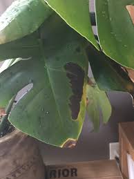 あやっちゅが投稿したフォト 植え替えしました ひと回り大きい鉢にしました 黒くなった 2020 07 29 14 47 43 Limia リミア