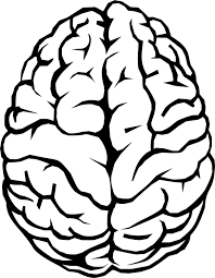 Human Brain Drawing Line Art Computer Brain Drawing Brain Art Drawing Brain Illustration