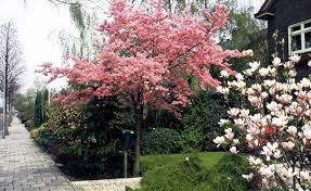 Hausbaume Fur Kleine Garten Mein Schoner Garten Haus Baume Garten Garten Ideen