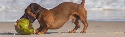 Pet insurance usually covers medical costs if your pet suddenly becomes ill or if there's an accident. Pet Insurance In Florida Compare Plans Prices