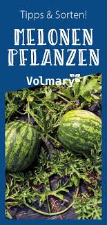 Melonen Anbauen Und Pflanzen Melonen Anbauen Melonen Pflanzen Pflanzen