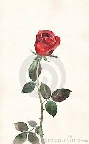 Red Rose Watercolor Painting Red Rose Drawing Watercolor Rose Flower Painting