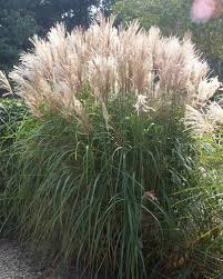 Maiden Grass Miscanthus Partial To Full Sun Beautiful Clumps Planted Around Our Pond Grasses Landscaping Grasses Garden Perennial Grasses