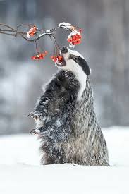 Nochmal Der Dachs Mit Den Beerchen Hoffe Ich Langweile Euch Nicht Damit Natur Tiere Hubsche Tiere Ausgestopftes Tier