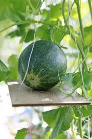 German Melonen Im Gewachshaus Anbauen Melonen Anbauen Melonen Pflanzen Wassermelone Anbauen