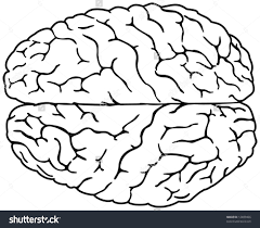 Simple Brain Drawing Stock Vector Illustration 12489466 Shutterstock Brain Drawing Drawings Brain Drawing Simple
