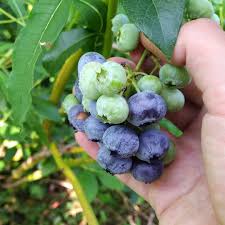 Einfach Unglaublich Simply Unbelievable Heidelbeeren Heidelbeere Heidelbeerfeld Blaubeeren Blaubeere Blue Unsecured Credit Cards Grapes Fair Credit