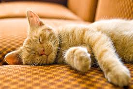 Best Fabric For Sofa When You Have Cats Cool Couches Fabric Sofa Best Fabric For Sofa