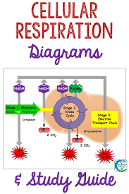 Cellular Respiration Diagrams And Study Guide Distance Learning Cellular Respiration Cellular Respiration Biology Study Guide