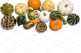 Gordon food service has 19,000 employees across 18 locations and $13.70 b in see insights on gordon food service including office locations, competitors, revenue. Thanksgiving Fall Pumpkin Gord 88 Stock Photo Containing Thanksgiving And Fall High Quality Food Images Creative Market