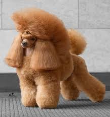 The poodle is undoubtedly one of the most popular dogs when it comes to trying out different haircuts and. 140 Poodle Haircuts Your Pet Will Definitely Love