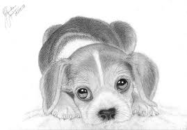 Images For How To Draw A Realistic Beagle Puppy Drawing Puppy Sketch Realistic Animal Drawings