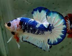 These jumping genes are pieces of dna. Blue Marble Platinum Plakat Betta Betta Fish Baby Betta Fish Betta