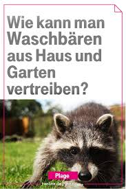 Probleme Mit Waschbaren Die Tiere Sind Weiter Auf Dem Vormarsch Und Entwickeln Sich Zu Einer Echten Plage Wir Zeigen Wie Sie Waschbar Im Garten Waschbar Bar