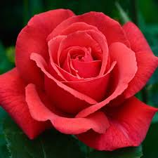 The rose additionally symbolized silence. Buy Rose Fragrant Cloud J Parker Dutch Bulbs