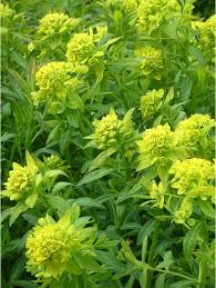 Euphorbia Palustris Walenburg S Glorie Shade Plants Euphorbia Outdoor Plants