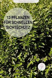 Schnell Wachsende Pflanzen Als Sichtschutz Wachsenden Pflanzen Schnell Wachsende Pflanzen Pflanzen