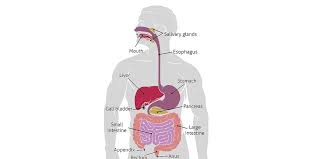 11 Fungsi Organ Pencernaan Manusia Dan Cara Kerjanya