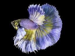 Keressen dumbo ear betta fish témájú hd stockfotóink és több millió jogdíjmentes fotó, illusztráció és vektorkép között a shutterstock gyűjteményében. Super Delta Dumbo Ear Betta Male Aquafood