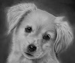Drawing How To Make A Realistic Puppy Plus How To Draw A Realistic Maltese Puppy Also How To Draw A Realist Puppy Drawing Dog Illustration Cute Animals Puppies