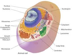 Cell Biology Geneed Genetics Education Discovery Animal Cell Eukaryotic Cell Animal Cell Project