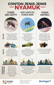 Perbedaan Nyamuk Aedes Aegypti Dan Nyamuk Lain Kutipan Kesehatan Pendidikan Kesehatan Buku Pelajaran