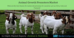 Growth Promoters Are Important In Animal Nutrition As They Improve The Quality Of Feed Thus Improving Animals Performanc Animals Animal Nutrition Food Animals