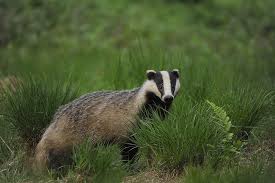 Der Dachs Reload Dach Foto Bilder Fotos