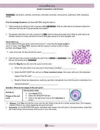 Mitosis makes identical cells, meiosis makes gametes. Explore Learning Gizmo Answer Key For Building Dna Ab484e61aad47faae07980af3a9473cb Ero Tel