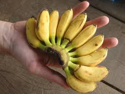 Small Banana Vs Regular Banana Difference Redflagdeals Com Forums Elaichi or cardamom is one of the most common spices seen in an indian household.