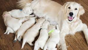 Your Dog S Pregnancy Week By Week Baldivis Vet Hospital
