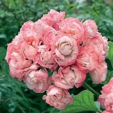 Geranium Appleblossom Rosebud Pelargonium Zonal Geranium Zonal Pelargonium Bonsai Flower Flower Seeds Geraniums