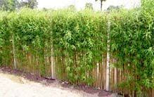 Weidenflechtwerk Schneller Sichtschutz Das Haus Bepflanzung Zaun Garten Pflanzen