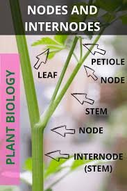 Nodes And Internodes Propagating Monstera Plant Without Nodes Everything You Need To Know About Propagating Monstera Without Propagation Plant Care Monstera