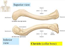 Image From Http Image Slidesharecdn Com 06 Appendicular Skeleton Pectoral Girdle And Upper Limbs 121311844 Anatomy Bones Human Anatomy And Physiology Anatomy